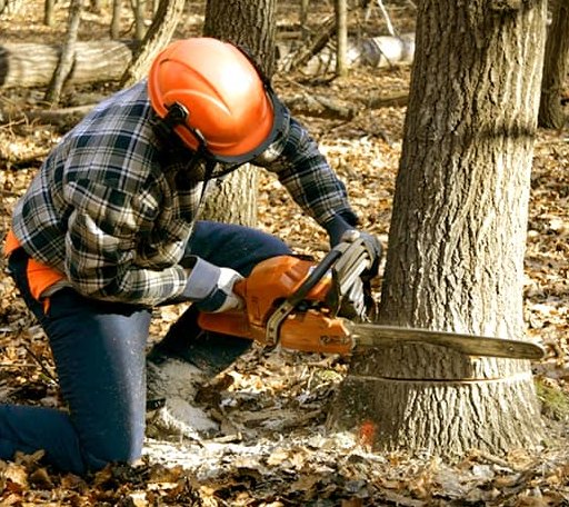 Tree Removal in Egypt, TX